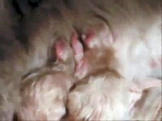 Amaranthe (cat) giving birth