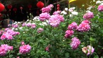 Roses -- Rose Garden Cameron Highlands - Malaysia