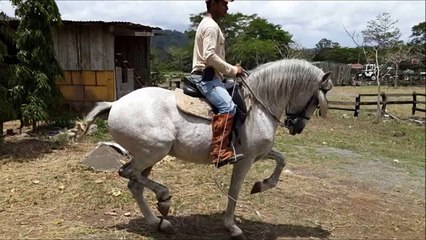 MOMBACHO.....CABALLO IBEROAMERICANO....BOACO,NICARAGUA !!!