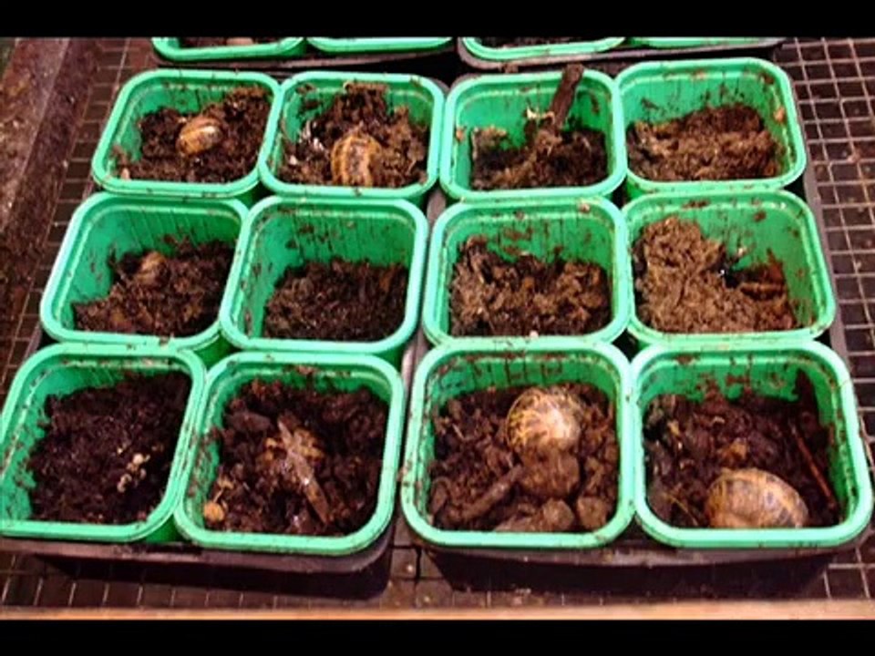 La visite d'un élevage d'escargots