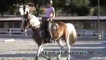 Kentucky Mountain Horse- flat walk, running walk, fox trot - slow motion