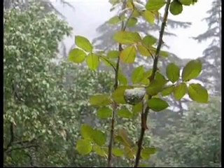 dudhwa national park-tkm