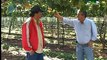 Niágara Rosa: uva de mesa para pequenos agricultores