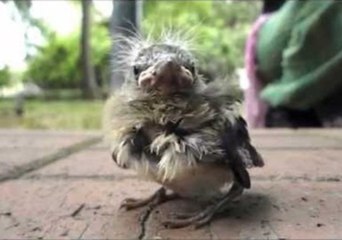 Cute Little Bird Calls Out for His Mom