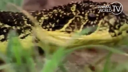 Cardboard with animal fights 1