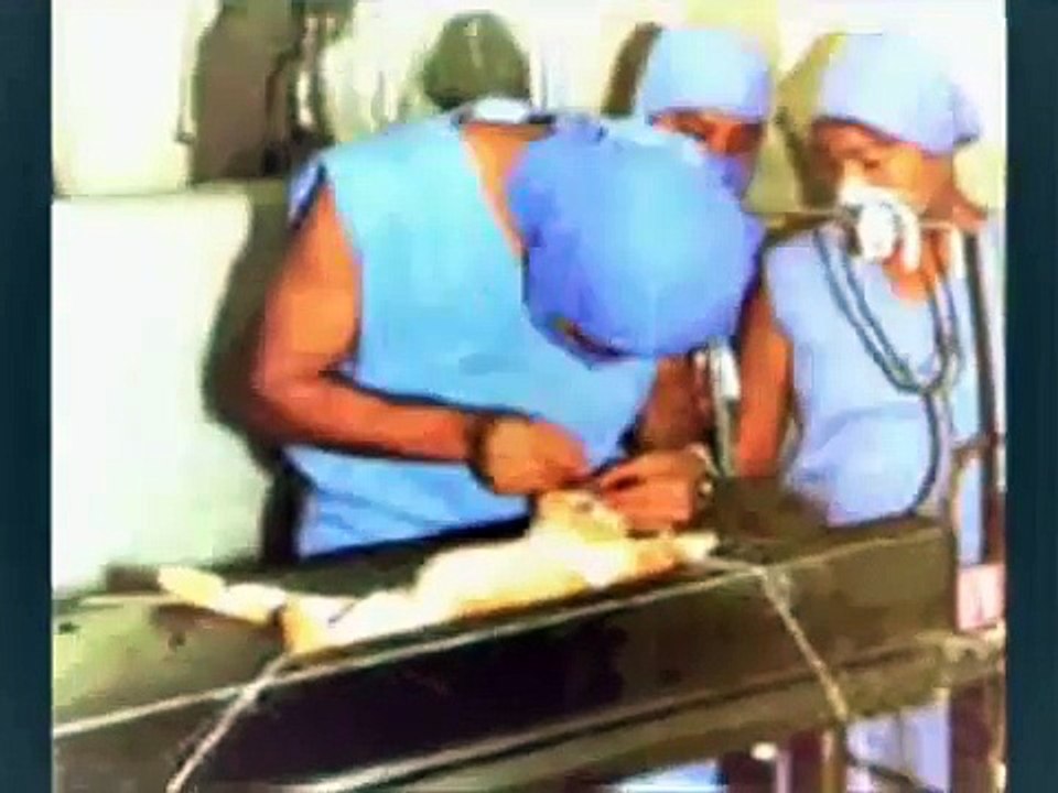 animales en experimentos cientificos