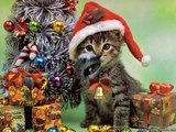 Cute Christmas Kittens, Christmas Kitten, Cute Christmas Cats