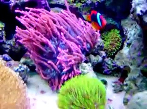 My 75 gallon Reef Tank