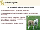 American BullDogs, English Bulldogs and French Bulldogs - How Are They Different
