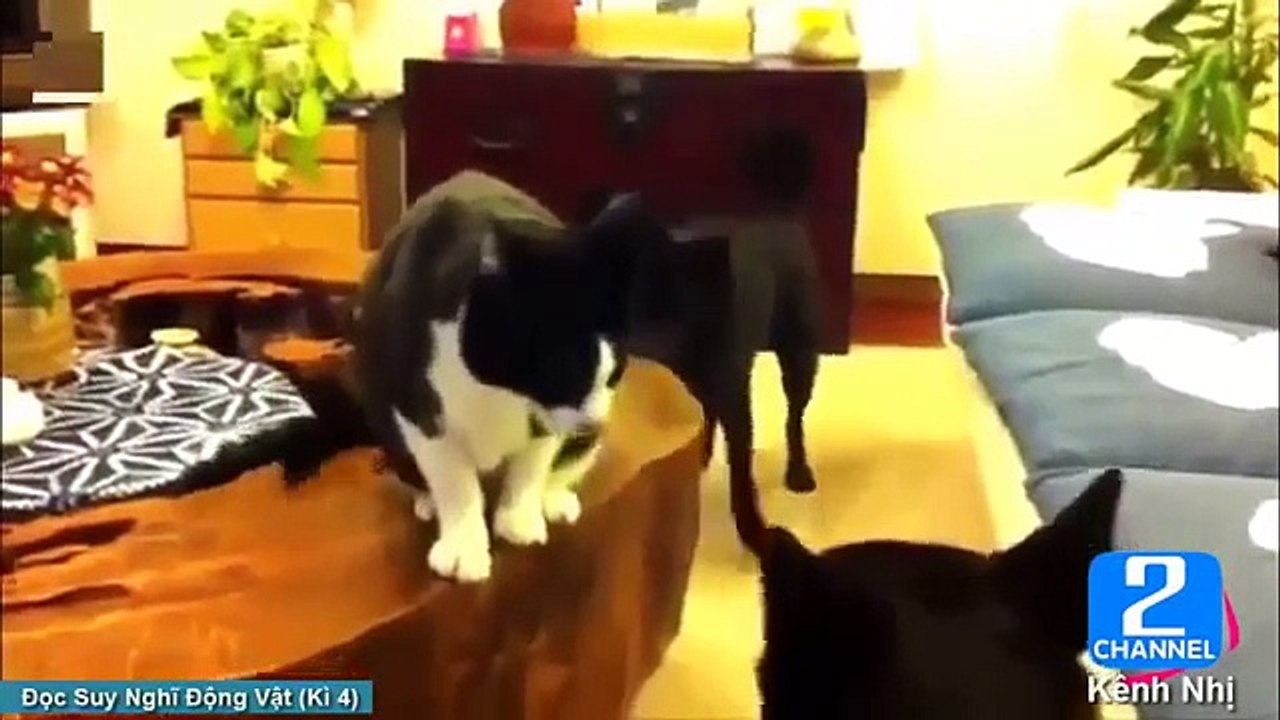 Funny Animal Videos - Over 13 Minutes Of Hilari...