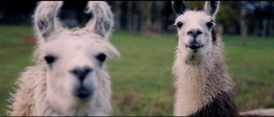 Conversations with Pets    amazing videos