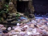 Neon Tetra - Female and with eggs? Help!