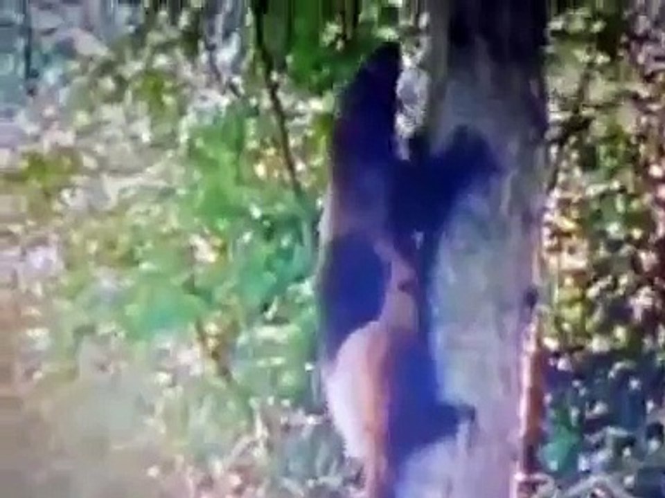 Росомаха против медведя-Wolverine vs Bear