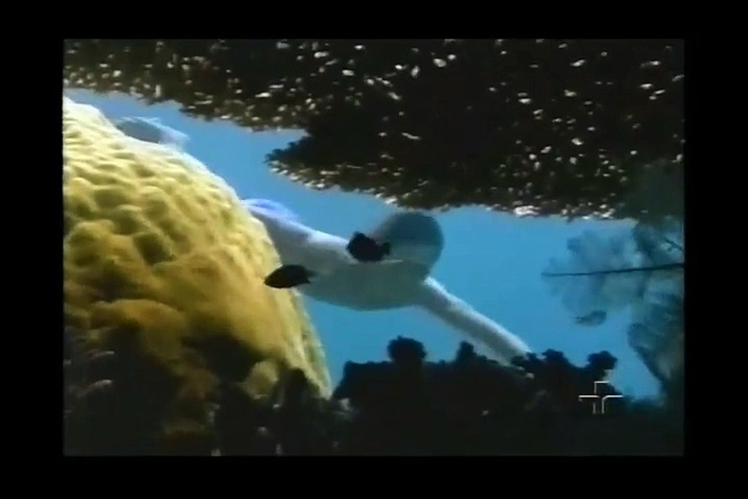 Planeta Terra - Oceanos e a Espécie Humana BBC