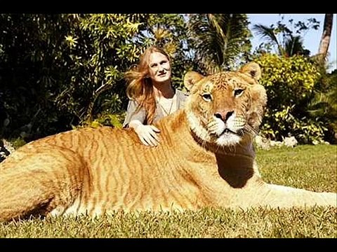 animales raros y extraños.wmv