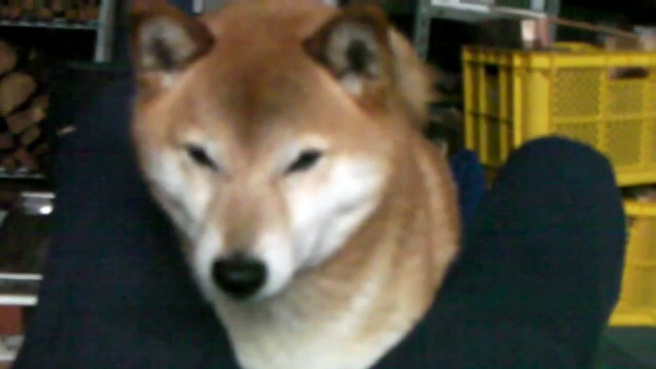 柴犬ジロー　毎日が充実　Shiba Inu