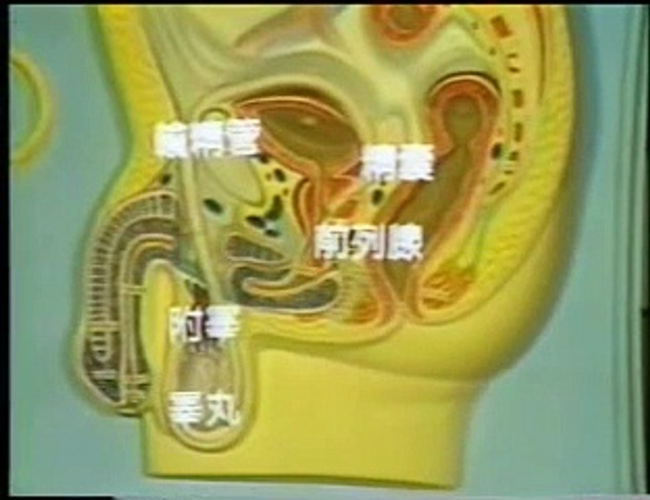 國民中學健康教育錄影教材-男性生殖器官的保健