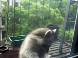 Raccoon attempts break in...Park Slope Brooklyn