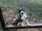 ukc blue american pit bull terrier