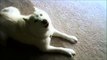 White Siberian Husky talking ( howling) 'no' to me. Funny dog clip.