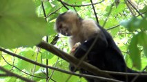 Costarica - Scimmie cappuccino  (monos cara blanca)