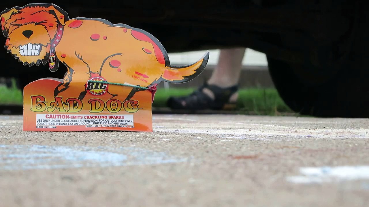 Bad dog