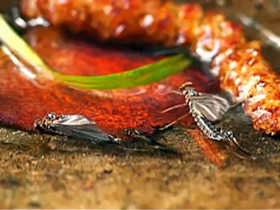 Swarming Mayflies, why?