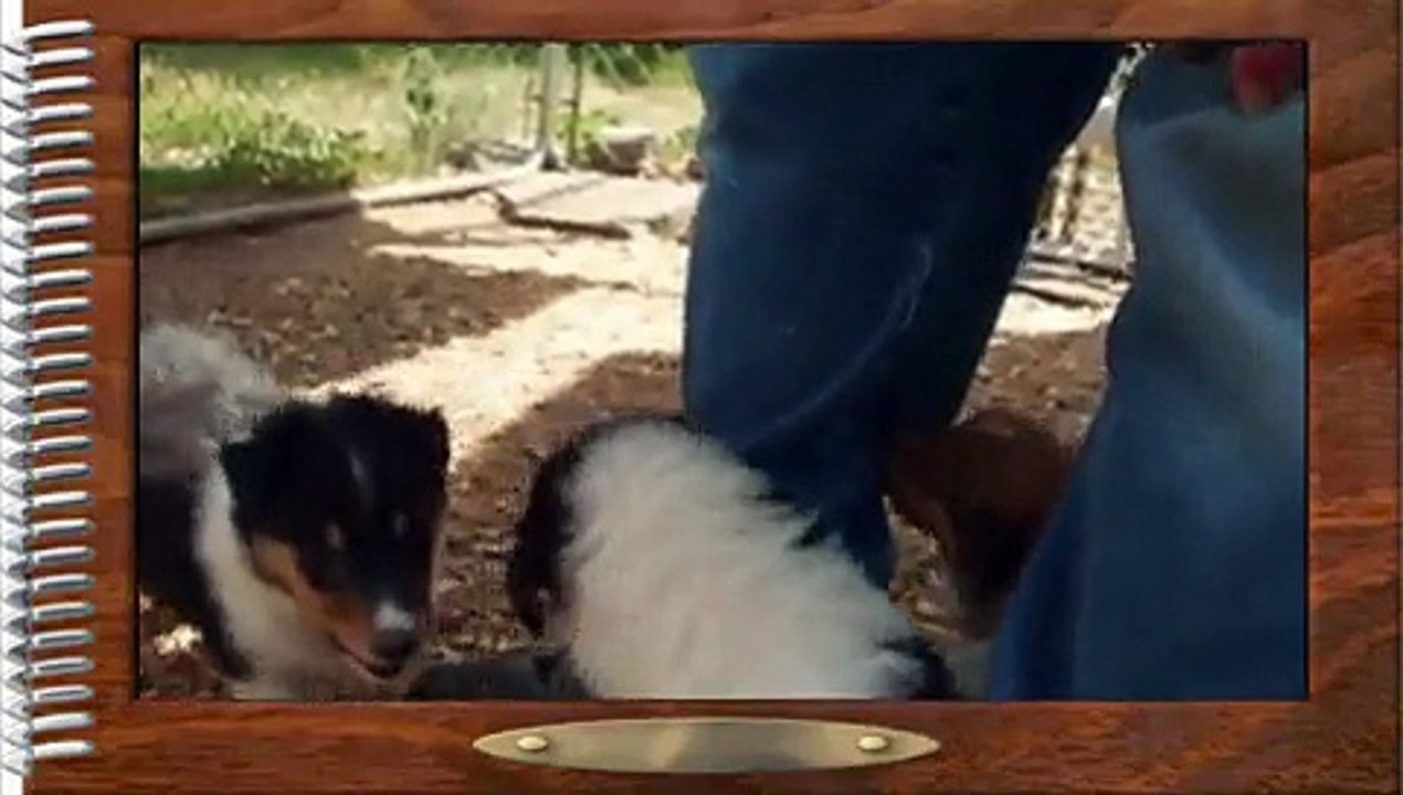 Cute Rough Collie Puppies 5 Weeks Old