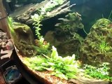 Freshwater Co2 fish tank