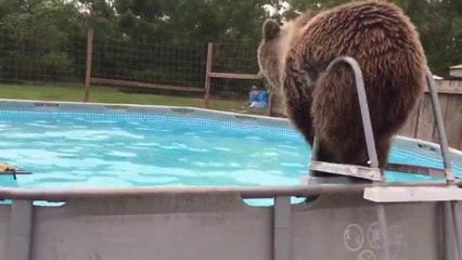 El oso más divertido que adora la piscina