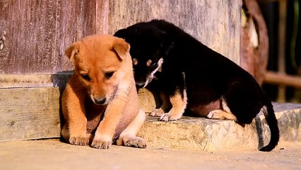 Cute puppies falling asleep in the morning sun