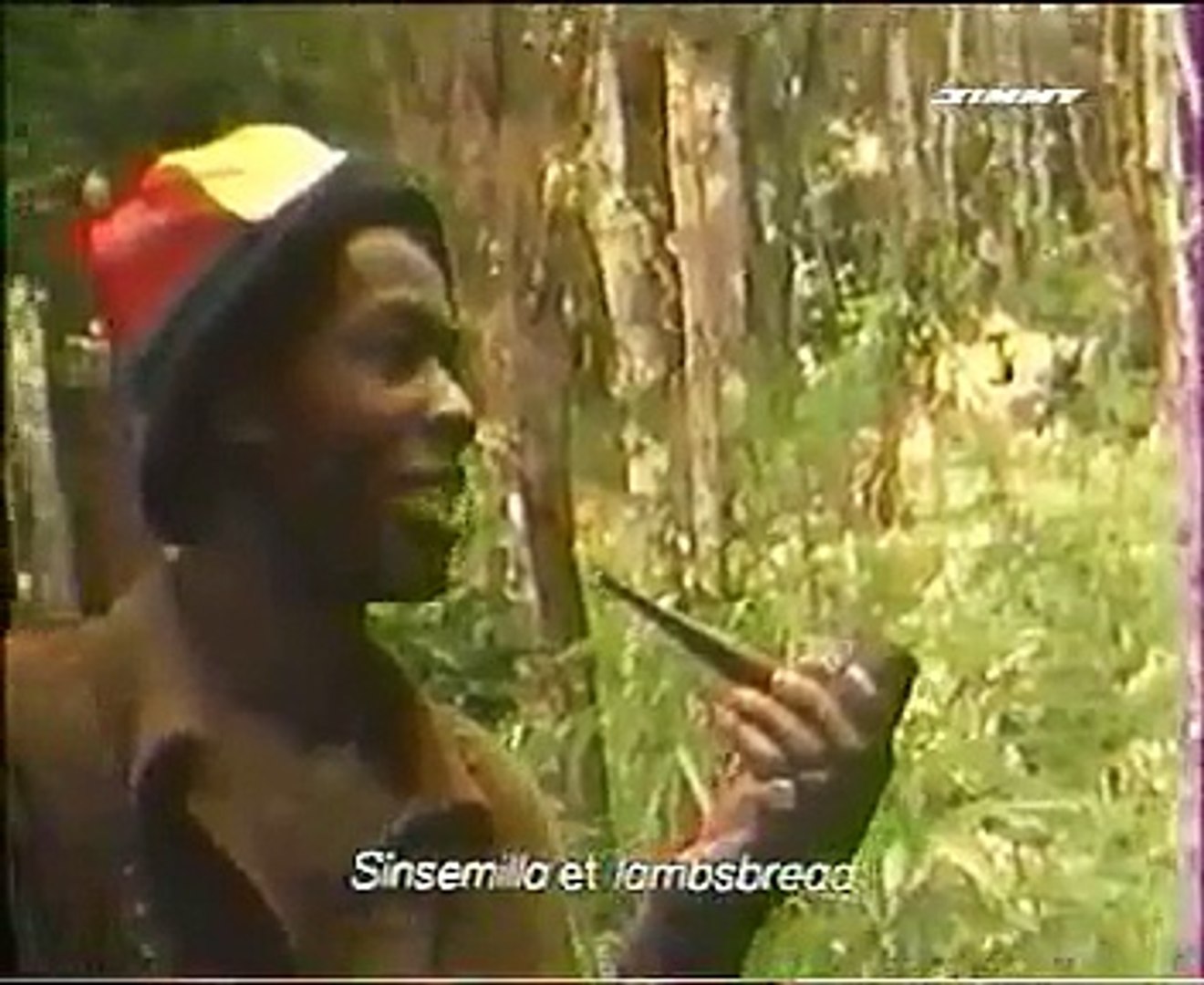 cannabis inna jamaica