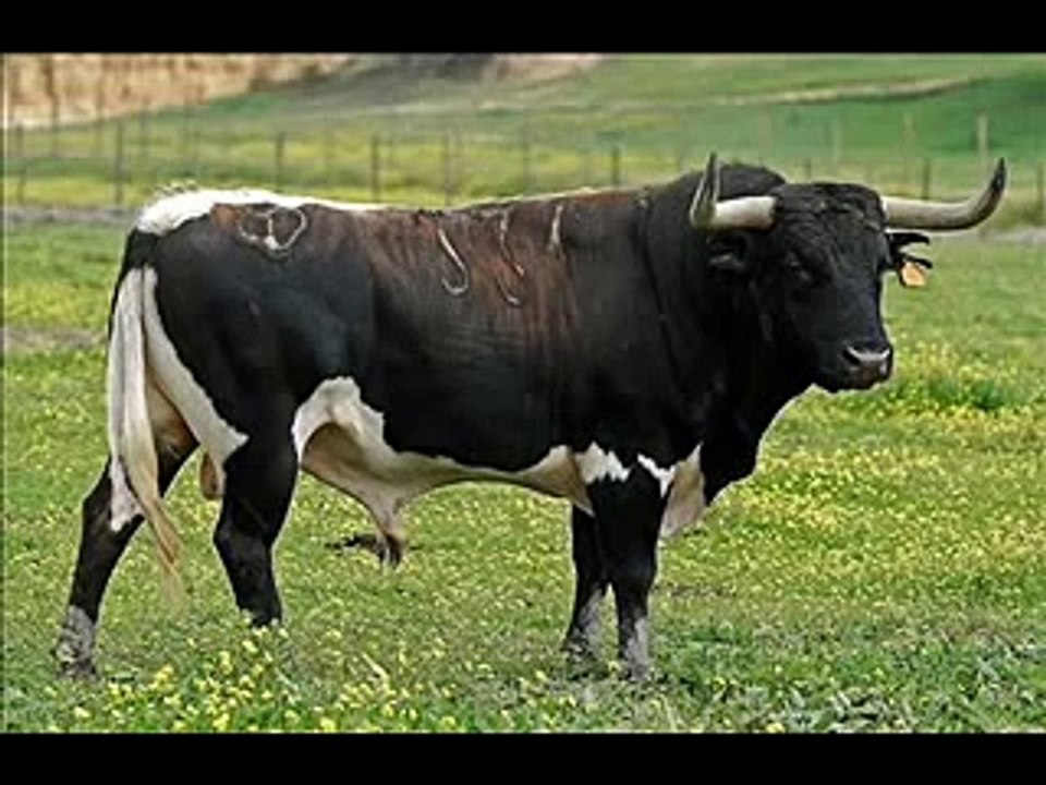 Banda Chilacachapa-Son El Toro Meco (Son Chilacachapa)