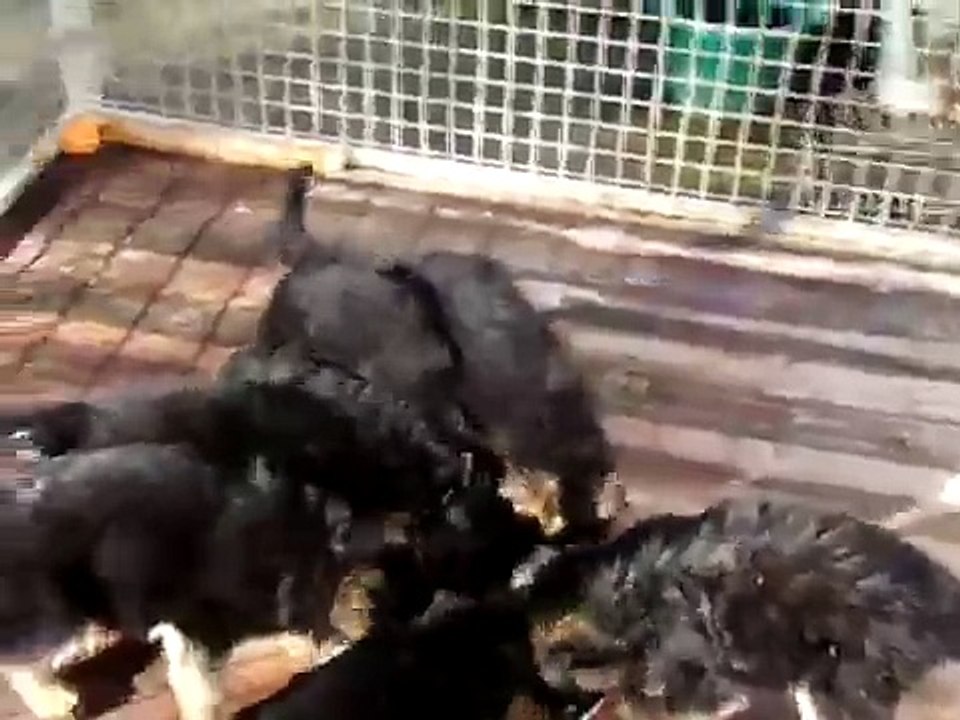 repas des chiots berger allemand 7 semaines CONNAN du chemin d'eden / CARAT