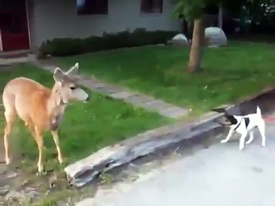 Deer attacks little dog