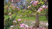 Händel and spectacular flowering trees and shrubs