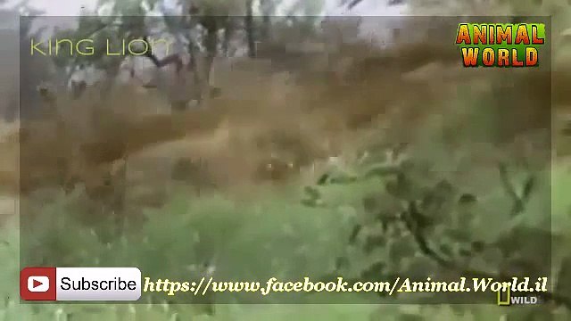 Lions Documentaries Real Confrontattion Lions vs Hyenas National Geographic Animal Documentaries