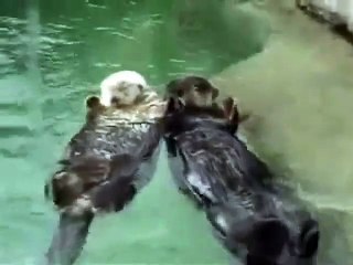 Otters holding hands