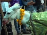 Astrologer donkey draws crowds in Rajasthan India