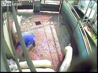 ✦2 slaughterhouse workers being caught stubbing out cigarettes on pigs✦
