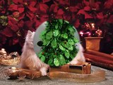 Funny Christmas Animals, Funny Christmas Photos, Funny Christmas