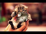 The Cutest Kitten Pictures Ever - Cutest Cat Moments