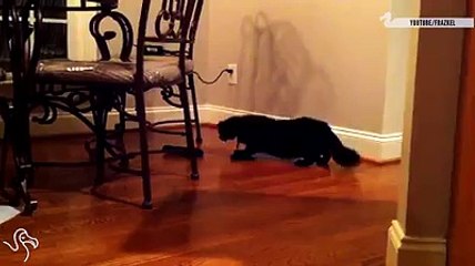 Kedilerin çorapla imtihanı