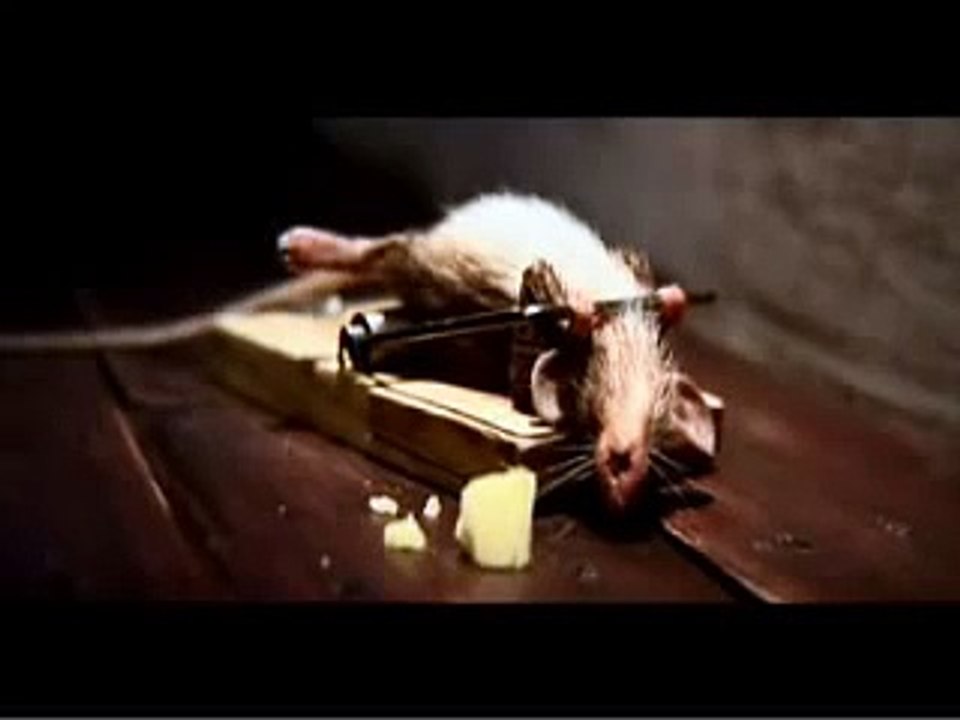 Only the strong survivor Käse werbung (die Maus überlebt und ist ANIMIERT)