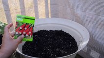 Growing radishes in containers