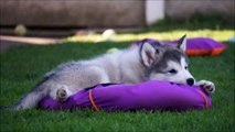 Alaskan Malamutes Puppies 7- 8 weeks old