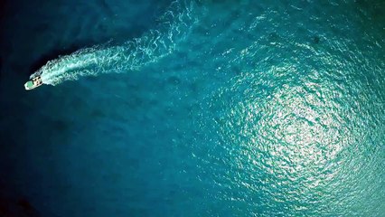 Une caméra fixée sur le dos d'un requin