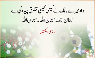 Khuda ki makhlooq - Subhan Allah