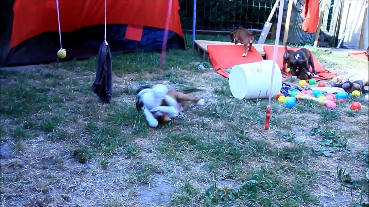 Lusio des Steppes Perdues (IOWA du RANCH de la RIVIERE ESPERANCE X GIOTTO du DOLON / Portée des "L" 2015)