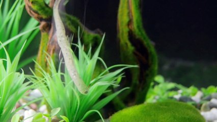 FLASH STRAIGHT- Action Movie